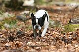 BOULEDOGUE FRANCAIS 1026